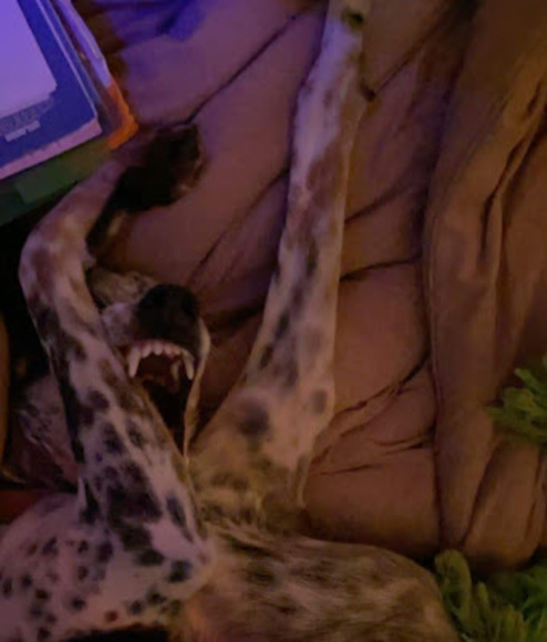 Meet your Posher, Isabel - Picture 1 of 1